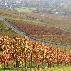 דרך היין על גדות נהר הריין
